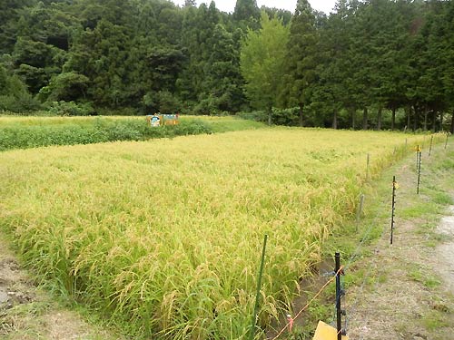 9月3日の田んぼ(月光原小・西根小)_d0247484_17544979.jpg