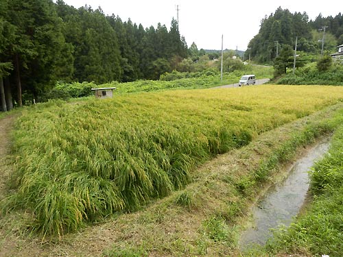 9月3日の田んぼ(月光原小・西根小)_d0247484_17552162.jpg