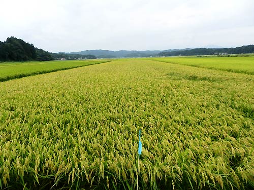 9月3日の田んぼ(目黒角田絆交流田)_d0247484_1814716.jpg