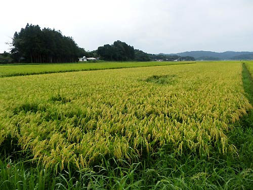9月3日の田んぼ(目黒角田絆交流田)_d0247484_18194661.jpg