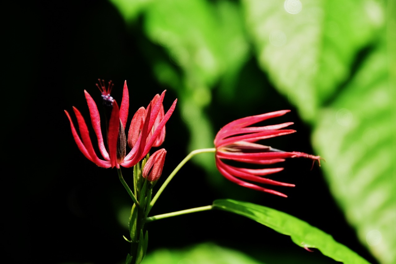 植物公園の温室に咲く花_b0329186_14245459.jpg