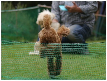 ♪♪さくら♪♪と大祐、これなら飛行犬に見えるかもね～_b0175688_22231466.jpg