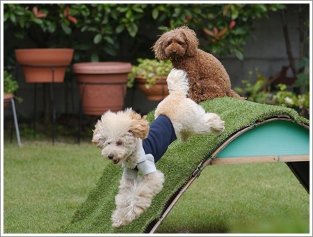 ♪♪さくら♪♪と大祐、これなら飛行犬に見えるかもね～_b0175688_22304299.jpg