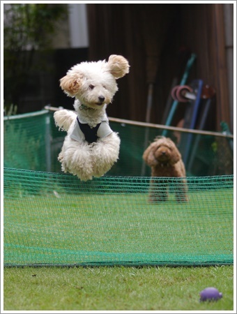 ♪♪さくら♪♪と大祐、これなら飛行犬に見えるかもね～_b0175688_22342862.jpg