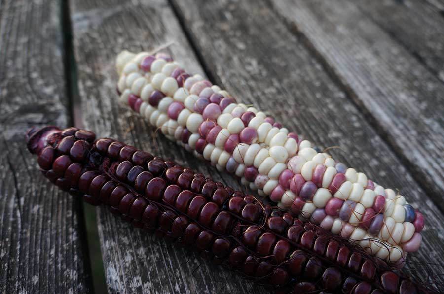 昔のトウモロコシ フィレンツェ田舎生活便り２