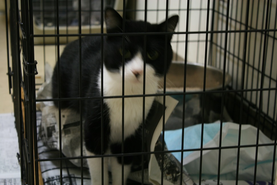 【移動先募集】センターの猫たち(9/5訪問)_f0242002_14435218.jpg