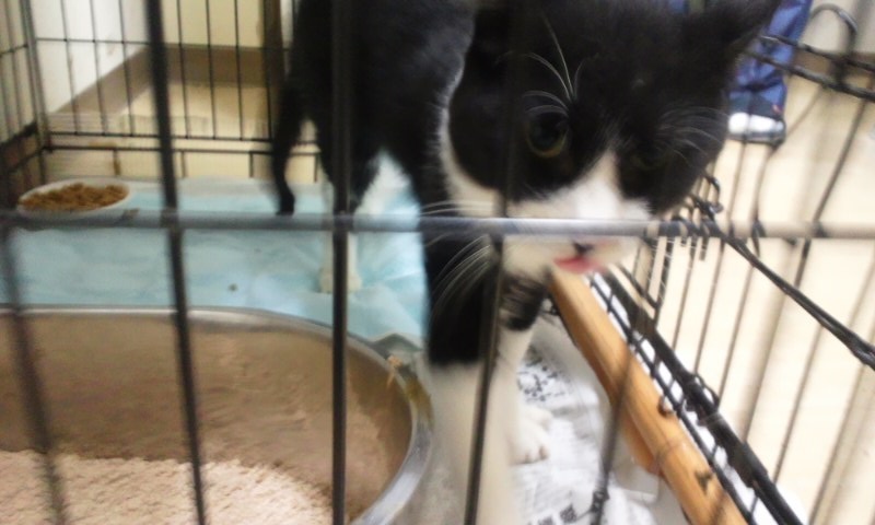 【移動先募集】センターの猫たち(9/5訪問)_f0242002_14441027.jpg