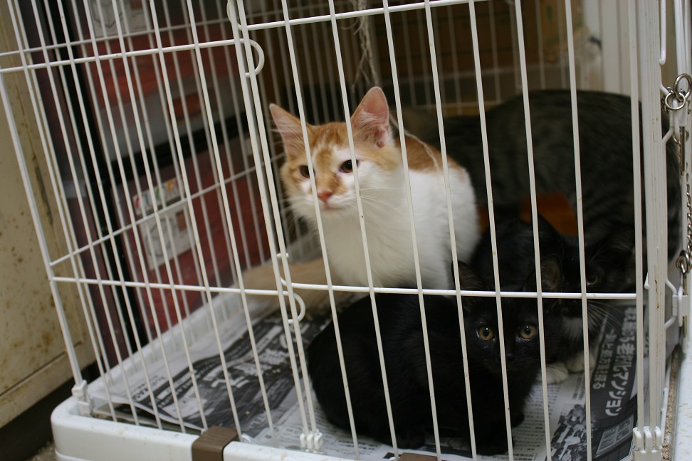【移動先募集】センターの猫たち(9/5訪問)_f0242002_14452543.jpg