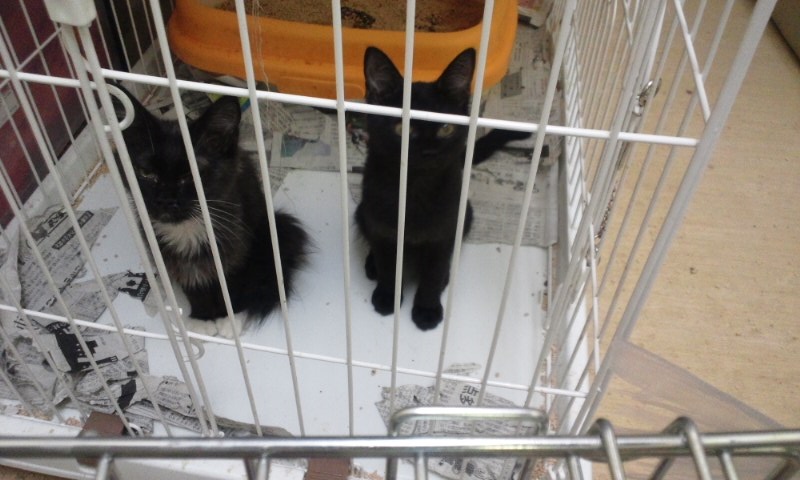 【移動先募集】センターの猫たち(9/5訪問)_f0242002_14455190.jpg