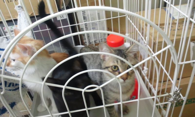 【移動先募集】センターの猫たち(9/5訪問)_f0242002_14461122.jpg