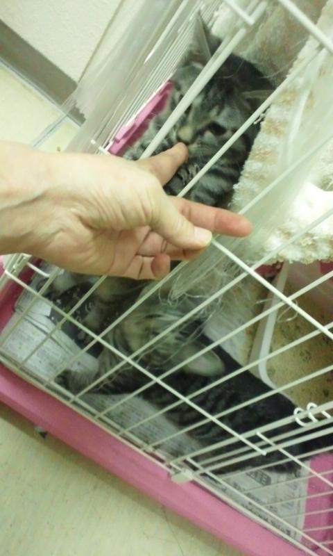 【移動先募集】センターの猫たち(9/5訪問)_f0242002_14483662.jpg