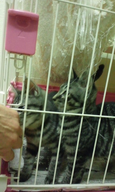 【移動先募集】センターの猫たち(9/5訪問)_f0242002_1449090.jpg