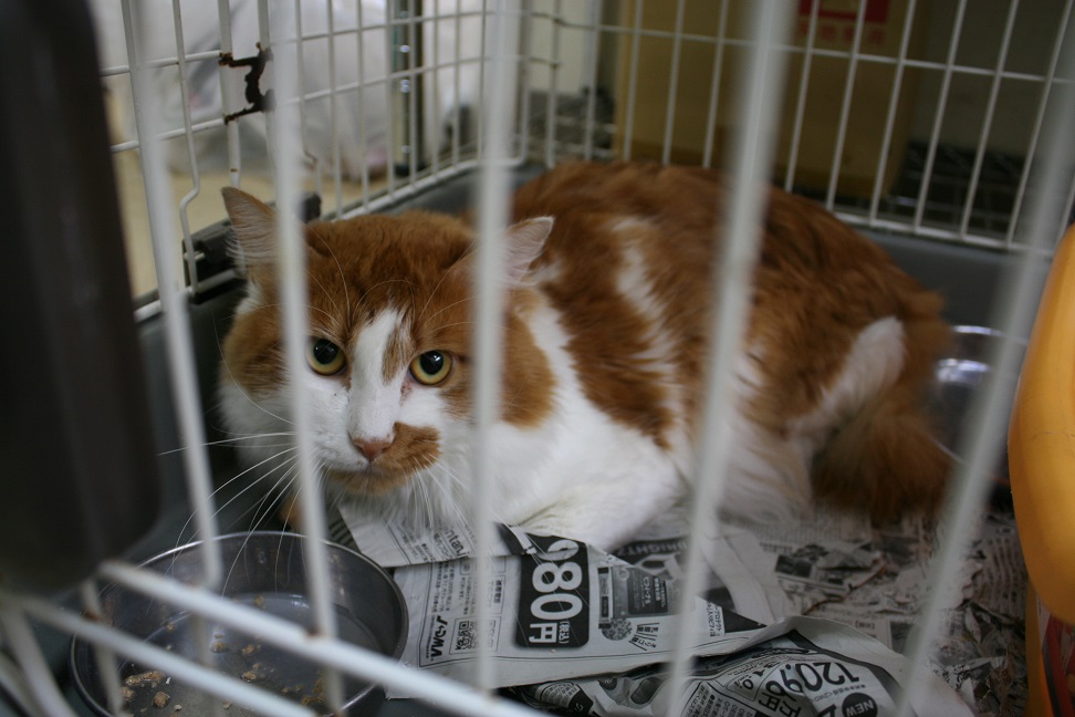 【移動先募集】センターの猫たち(9/5訪問)_f0242002_14494695.jpg