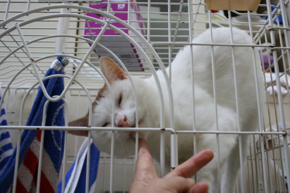 【移動先募集】センターの猫たち(9/5訪問)_f0242002_14501592.jpg