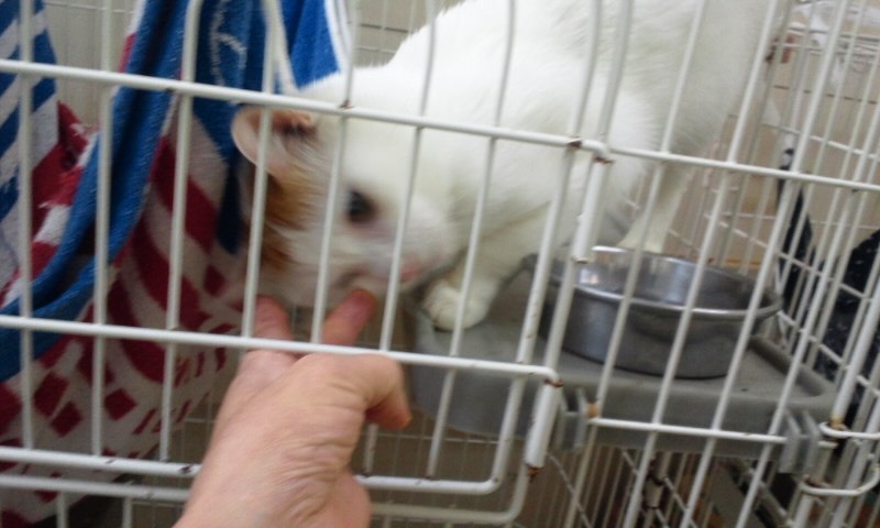 【移動先募集】センターの猫たち(9/5訪問)_f0242002_14502919.jpg