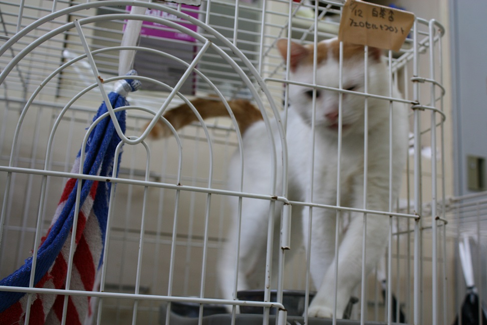 【移動先募集】センターの猫たち(9/5訪問)_f0242002_1450556.jpg