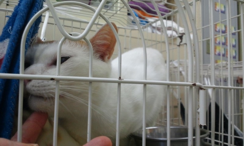 【移動先募集】センターの猫たち(9/5訪問)_f0242002_1451246.jpg