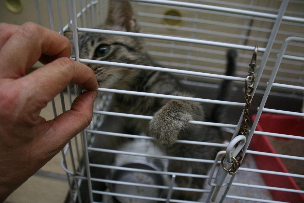 【移動先募集】センターの猫たち(9/5訪問)_f0242002_1452193.jpg