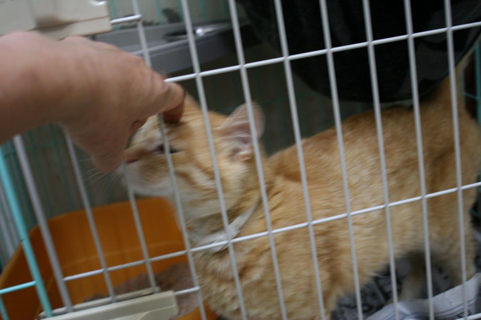 【移動先募集】センターの猫たち(9/5訪問)_f0242002_14521956.jpg