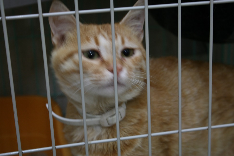 【移動先募集】センターの猫たち(9/5訪問)_f0242002_14524958.jpg