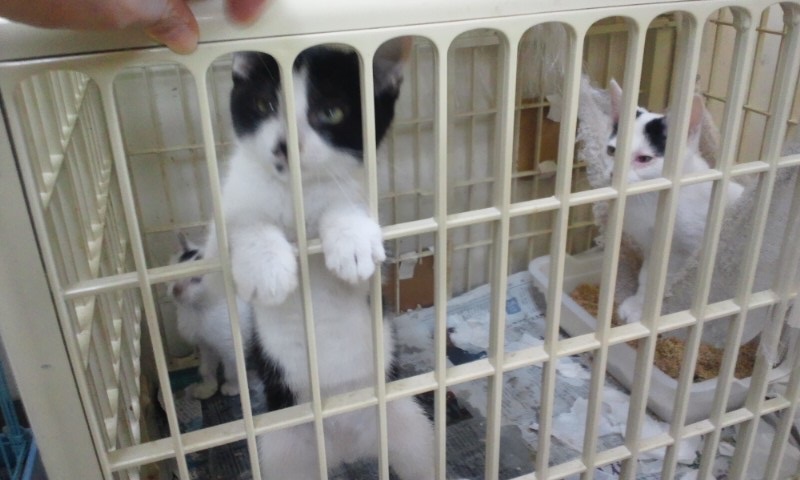 【移動先募集】センターの猫たち(9/5訪問)_f0242002_14532938.jpg
