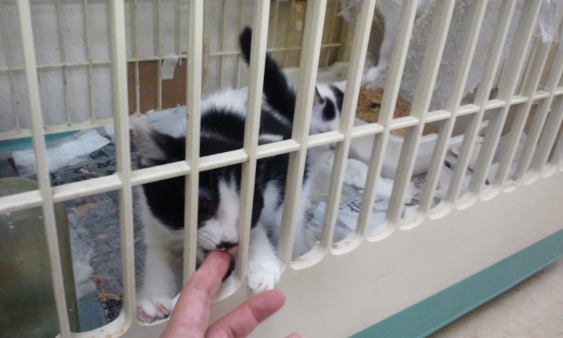 【移動先募集】センターの猫たち(9/5訪問)_f0242002_14533593.jpg