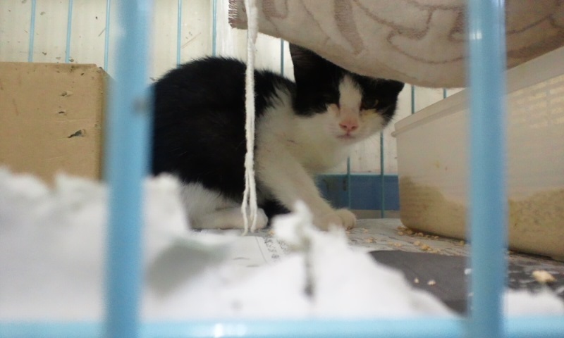 【移動先募集】センターの猫たち(9/5訪問)_f0242002_14534946.jpg