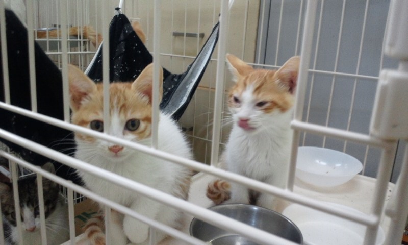 【移動先募集】センターの猫たち(9/5訪問)_f0242002_1454186.jpg