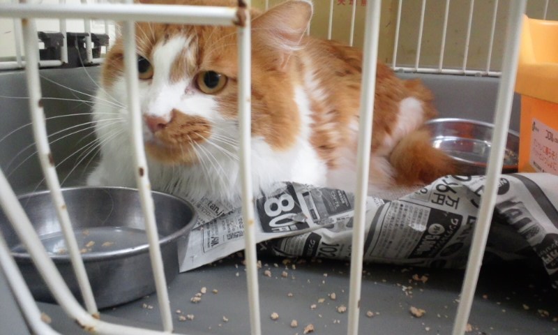 【移動先募集】センターの猫たち(9/5訪問)_f0242002_14541968.jpg