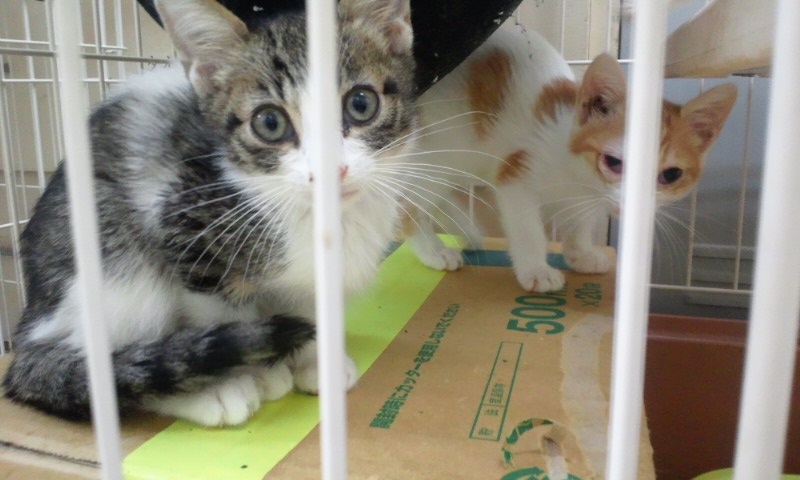 【移動先募集】センターの猫たち(9/5訪問)_f0242002_1454930.jpg