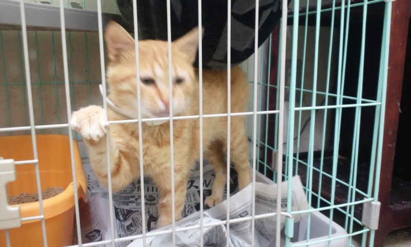 【移動先募集】センターの猫たち(9/5訪問)_f0242002_1456549.jpg