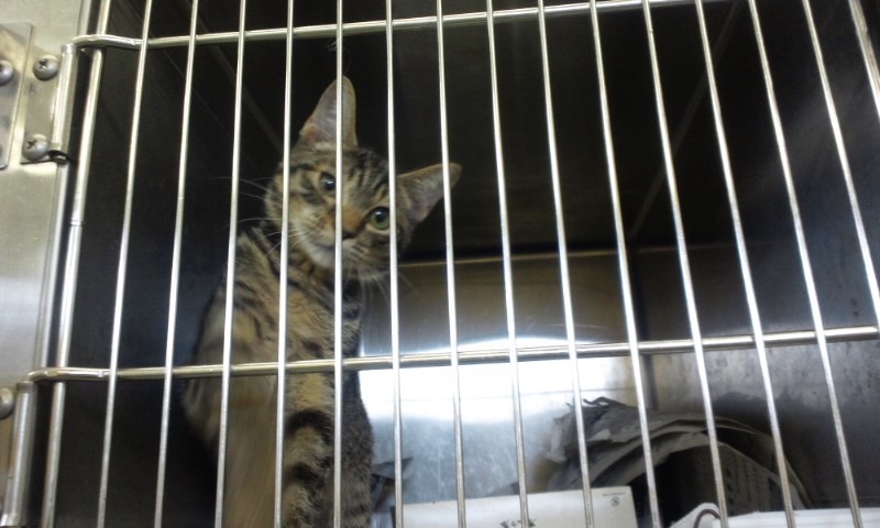 【移動先募集】センターの猫たち(9/5訪問)_f0242002_14584571.jpg