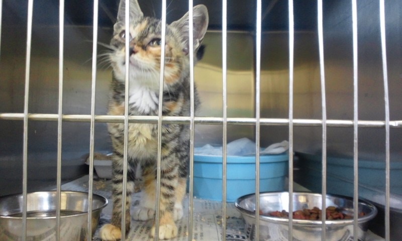 【移動先募集】センターの猫たち(9/5訪問)_f0242002_14585415.jpg