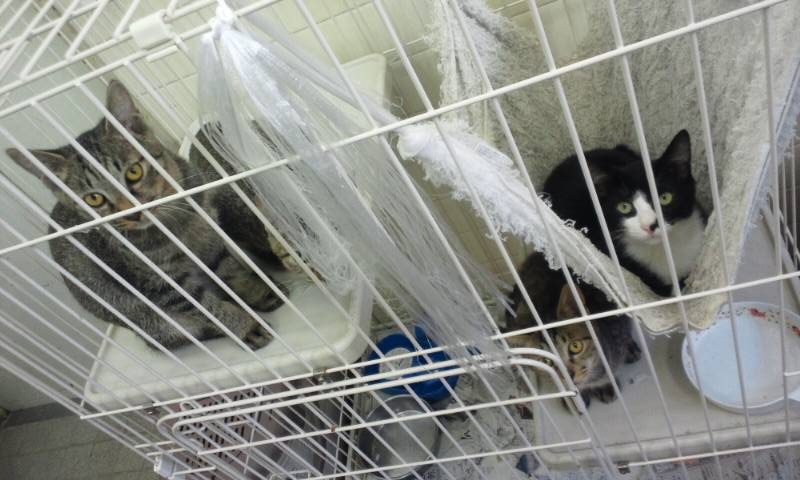 【移動先募集】センターの猫たち(9/5訪問)_f0242002_14593788.jpg