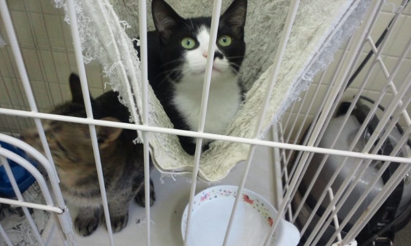 【移動先募集】センターの猫たち(9/5訪問)_f0242002_1543777.jpg
