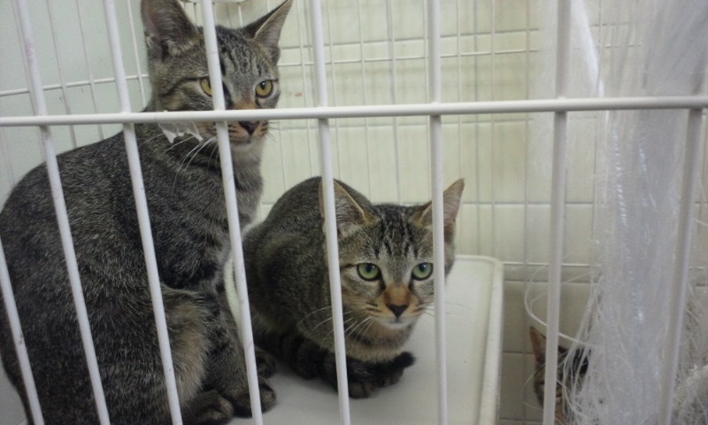 【移動先募集】センターの猫たち(9/5訪問)_f0242002_154448.jpg