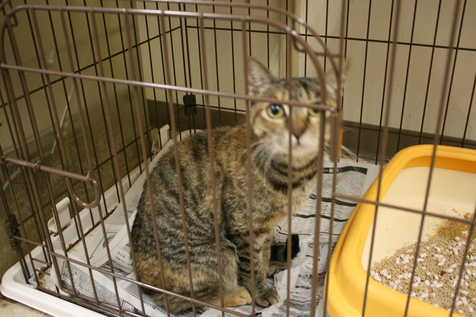 【移動先募集】センターの猫たち(9/5訪問)_f0242002_1551774.jpg