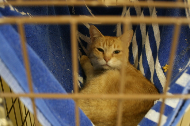 【移動先募集】センターの猫たち(9/5訪問)_f0242002_155845.jpg