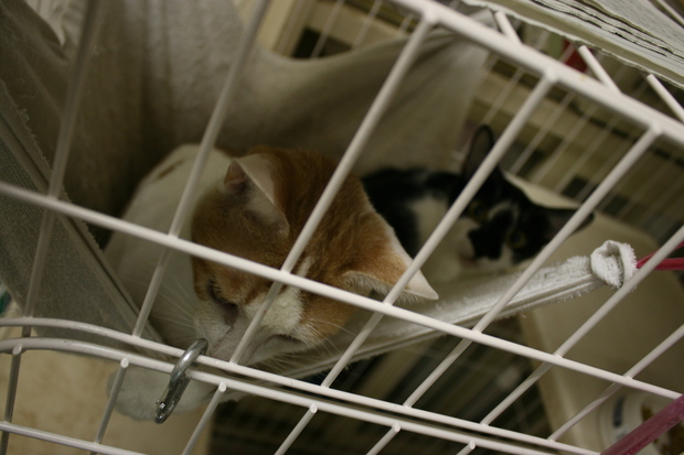 【移動先募集】センターの猫たち(9/5訪問)_f0242002_1572595.jpg
