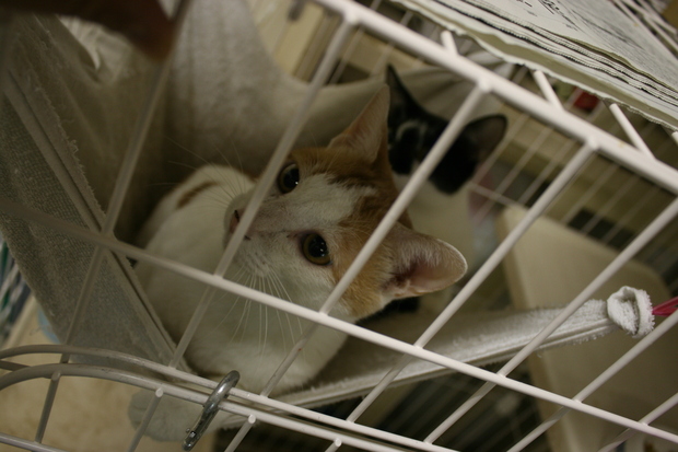 【移動先募集】センターの猫たち(9/5訪問)_f0242002_1573928.jpg