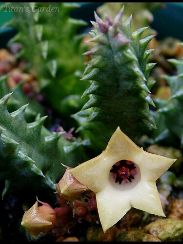 Huernia thuretii var. primulina_b0099813_024158.jpg