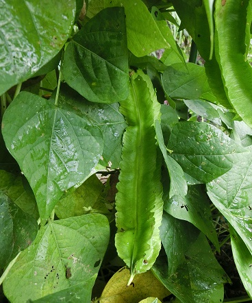 b0181818_20184378.jpg
