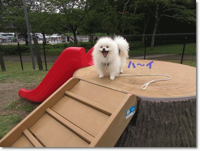 b0167519_15384798.gif