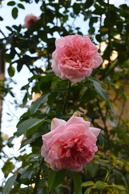 d0096422_1142540.jpg