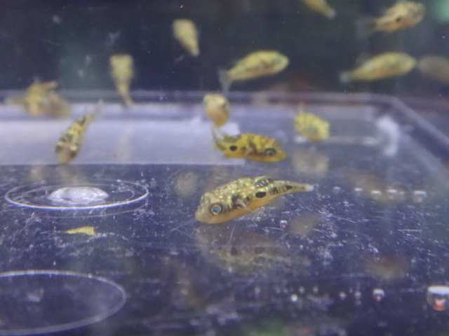 150910 熱帯魚・金魚・淡水魚・水草・観葉植物_f0189122_13203422.jpg