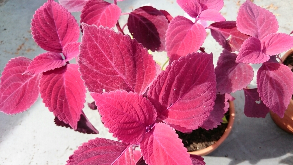 コリウスを使ってある物で寄せ植え たまの 雑記帳