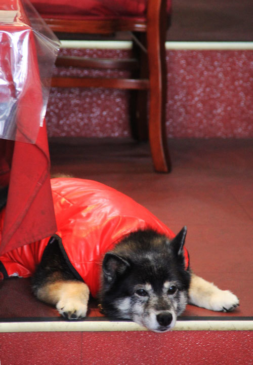 願いを叶える不思議犬 プリアちゃん クローバーのlife Is Cozy 願いを叶える不思議犬 プリアちゃん クローバーのlife Is Cozy