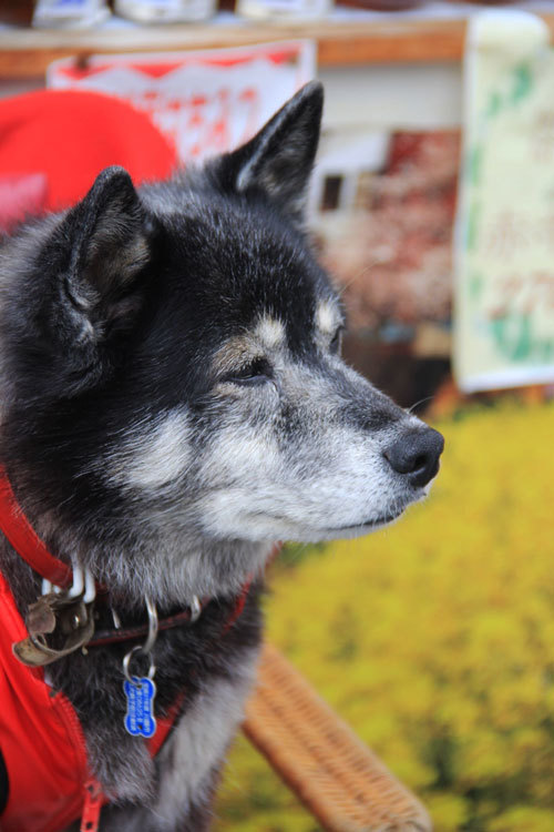 願いを叶える不思議犬 プリアちゃん クローバーのlife Is Cozy 願いを叶える不思議犬 プリアちゃん クローバーのlife Is Cozy