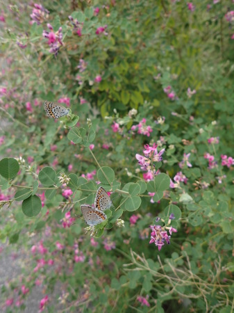 c0353632_07420411.jpg