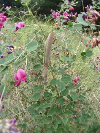 c0353632_07441442.jpg